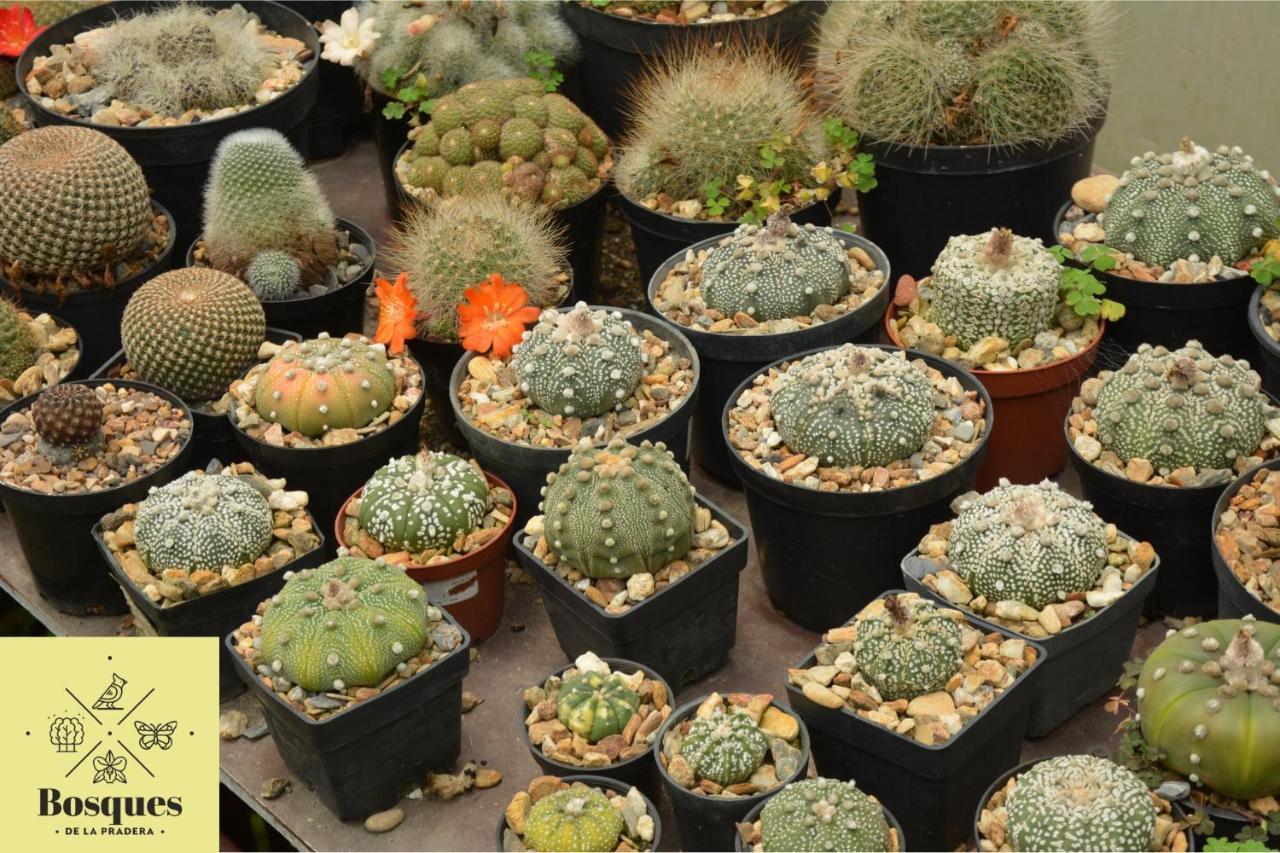 Bosques De La Pradera 호텔 마니살레스 외부 사진